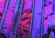 Heavily mineralized CRD veins glow neon pink across purple core under UV light.