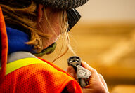 Blue Star geologist uses a loupe to check for gold mineralization in drill core.