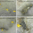 Close-up of visible gold in drill cores at various depths from RC Gold project.