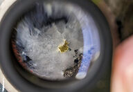 A geologist’s loupe magnifies coarse gold in core from drilling at Colomac.