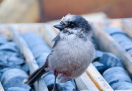 A Canada Jay resting on a core sample box.