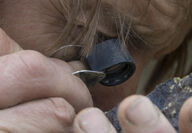 Klondike Gold geologist looks at mineral sample with loupe.