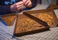 Several metal trays filled with gold flakes from placer mining.