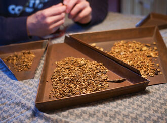 Several metal trays filled with gold flakes from placer mining.